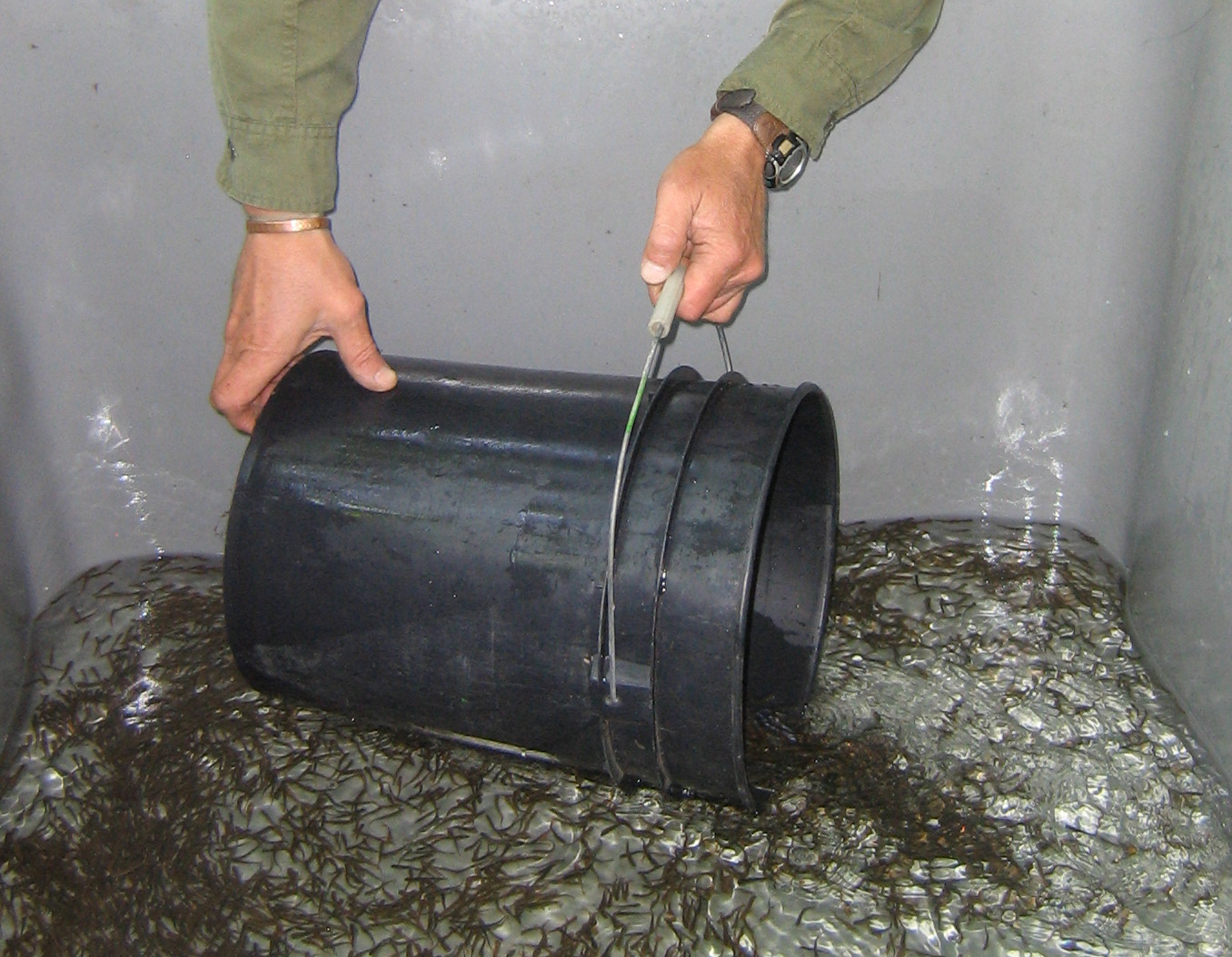 Fry into Transfer Tank