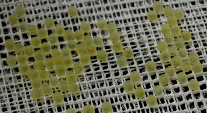Brok Trout Eggs