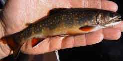 Brook Trout Adult