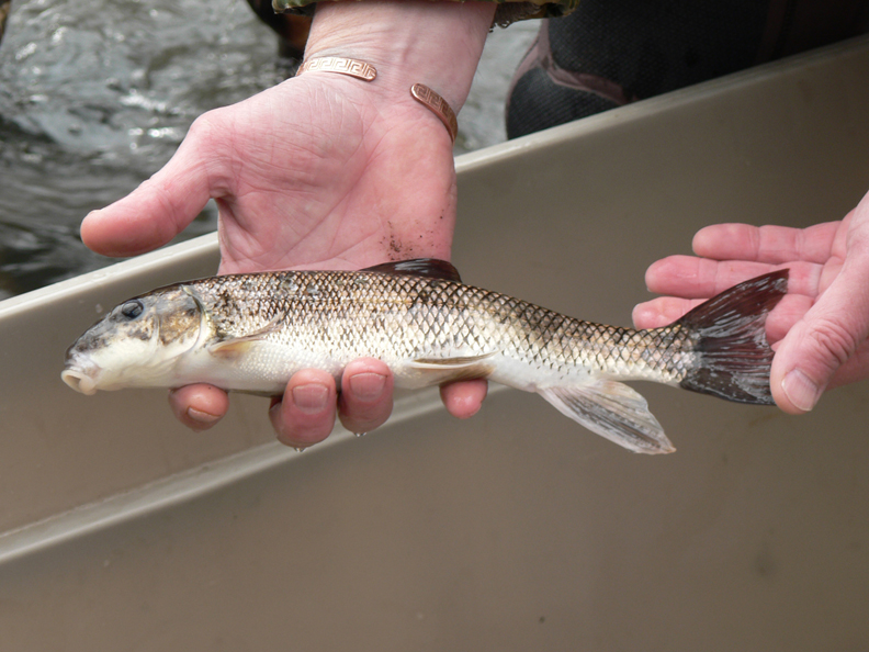 Honk Fish Thames River Anglers Association