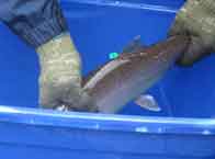 Tagged Trout