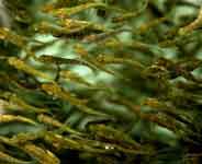 Trout Fry