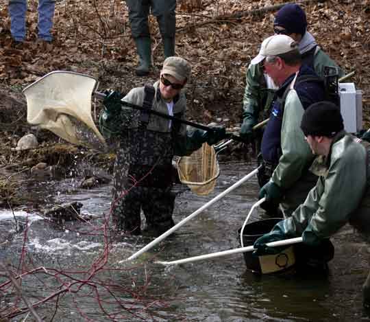 Electroshocking for trout
